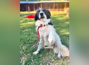 Garik – ein Border Collie sucht den Menschen, der ihm Halt gibt