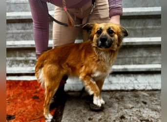 VIKTOR ca. 18 mon. Collie-Mix-Teenager sucht aktive Familie