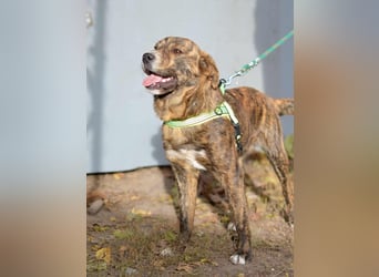 REMUS ca. 1 J.  aktiver Colliemix-Teenager im Tigerlook