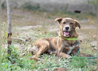 REMUS ca. 1 J.  aktiver Colliemix-Teenager im Tigerlook