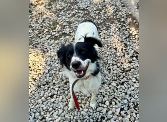 Garik – ein Border Collie sucht den Menschen, der ihm Halt gibt