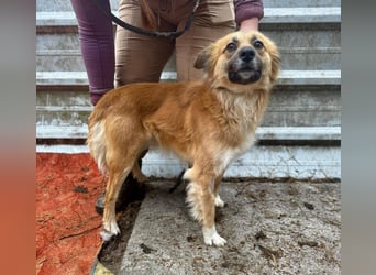 VIKTOR ca. 18 mon. Collie-Mix-Teenager sucht aktive Familie