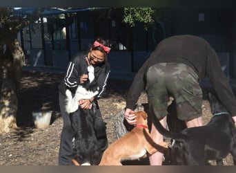 Lotti - befindet sich in einer Pflegestelle in 97258 Oberickelsheim (ab 09/01)