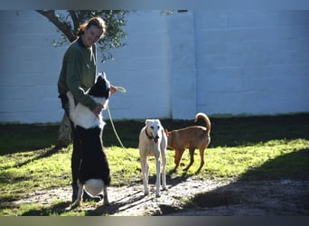 Lotti - befindet sich in einer Pflegestelle in 97258 Oberickelsheim (ab 09/01)