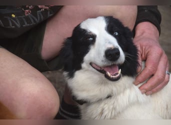 Lotti - befindet sich in einer Pflegestelle in 97258 Oberickelsheim (ab 09/01)