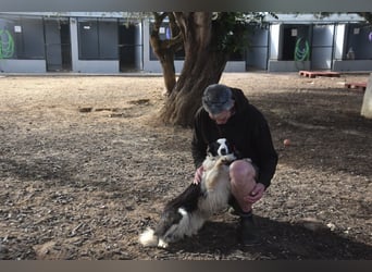 Lotti - befindet sich in einer Pflegestelle in 97258 Oberickelsheim (ab 09/01)