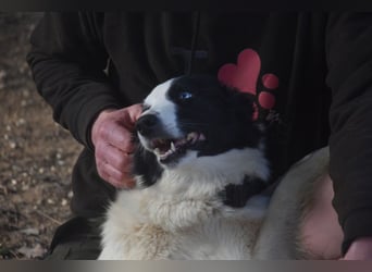 Lotti - befindet sich in einer Pflegestelle in 97258 Oberickelsheim (ab 09/01)