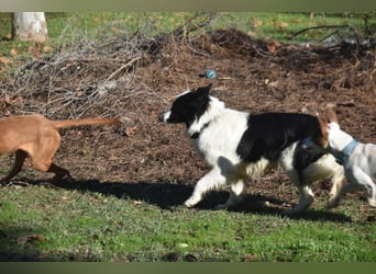 Lotti - befindet sich in einer Pflegestelle in 97258 Oberickelsheim (ab 09/01)