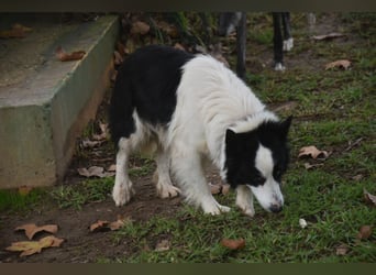 Lotti - befindet sich in einer Pflegestelle in 97258 Oberickelsheim (ab 09/01)