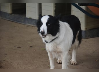 Lotti - befindet sich in einer Pflegestelle in 97258 Oberickelsheim (ab 09/01)