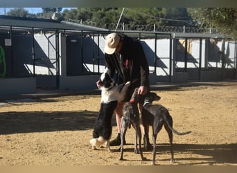 Lotti - befindet sich in einer Pflegestelle in 97258 Oberickelsheim (ab 09/01)