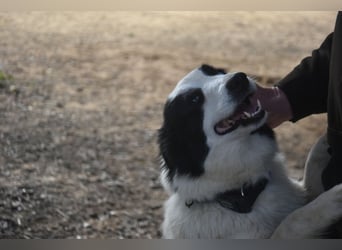 Lotti - befindet sich in einer Pflegestelle in 97258 Oberickelsheim (ab 09/01)