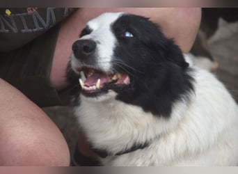 Lotti - befindet sich in einer Pflegestelle in 97258 Oberickelsheim (ab 09/01)