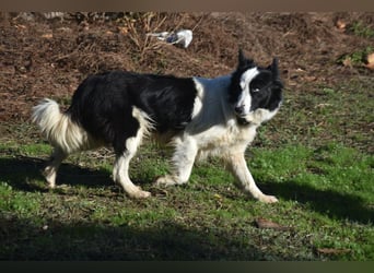 Lotti - befindet sich in einer Pflegestelle in 97258 Oberickelsheim (ab 09/01)