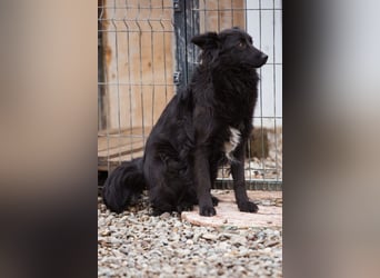 Border Collie-Mix EDITA❤️sucht Menschen, die ihr Zeit, Ruhe & Geborgenheit schenken