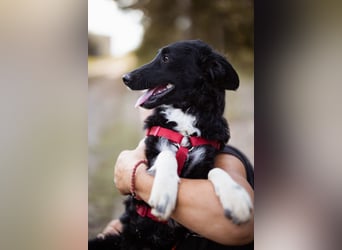 Tina ❤️ verspielte, kuschlige junge Hundedame