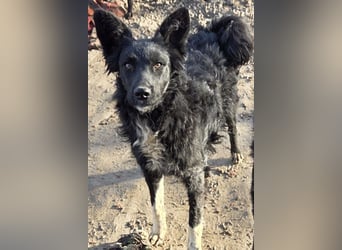 Tina ❤️ verspielte, kuschlige junge Hundedame