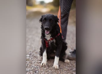 Tina ❤️ verspielte, kuschlige junge Hundedame