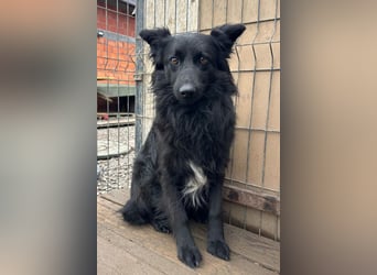 Border Collie-Mix EDITA❤️sucht Menschen, die ihr Zeit, Ruhe & Geborgenheit schenken