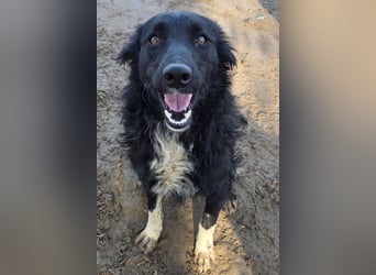 Tina ❤️ verspielte, kuschlige junge Hundedame