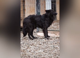 Border Collie-Mix EDITA❤️sucht Menschen, die ihr Zeit, Ruhe & Geborgenheit schenken
