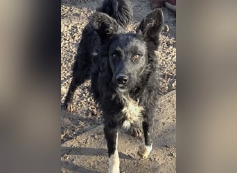 Tina ❤️ verspielte, kuschlige junge Hundedame