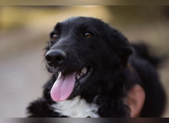 Tina ❤️ verspielte, kuschlige junge Hundedame
