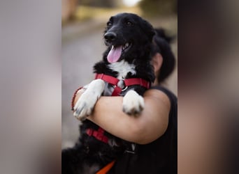 Tina ❤️ verspielte, kuschlige junge Hundedame