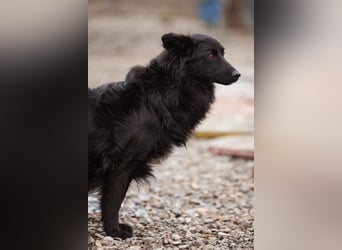 Border Collie-Mix EDITA❤️sucht Menschen, die ihr Zeit, Ruhe & Geborgenheit schenken