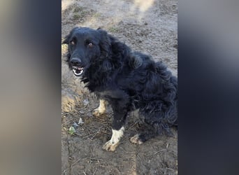 Tina ❤️ verspielte, kuschlige junge Hundedame