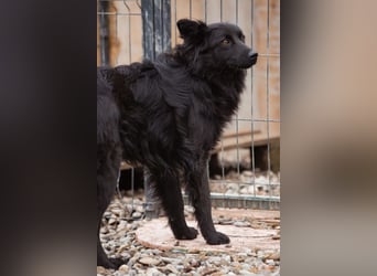 Border Collie-Mix EDITA❤️sucht Menschen, die ihr Zeit, Ruhe & Geborgenheit schenken