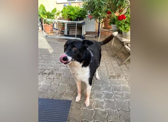 Liebe sensible Hündin Luna
