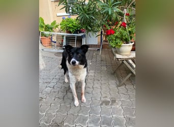 Liebe sensible Hündin Luna
