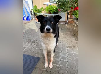 Liebe sensible Hündin Luna