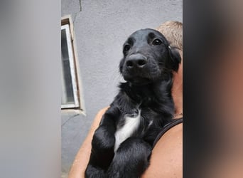 Raven, junger Border Collie Mix Rüde