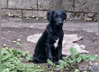 Raven, junger Border Collie Mix Rüde
