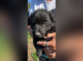Raven, junger Border Collie Mix Rüde