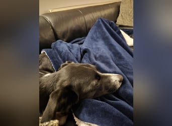 Stella (5 Jahre) - verschmuste Border-Collie-Mix-Hündin sucht ruhiges Zuhause