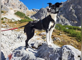 Stella (5 Jahre) - verschmuste Border-Collie-Mix-Hündin sucht ruhiges Zuhause