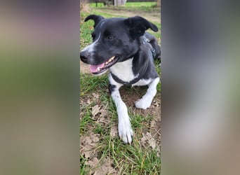 Stella (5 Jahre) - verschmuste Border-Collie-Mix-Hündin sucht ruhiges Zuhause