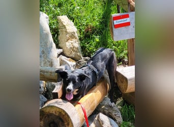 Stella (5 Jahre) - verschmuste Border-Collie-Mix-Hündin sucht ruhiges Zuhause