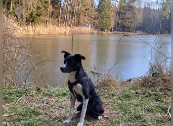 Stella (5 Jahre) - verschmuste Border-Collie-Mix-Hündin sucht ruhiges Zuhause