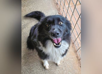 Balveer - Kluger Kopf mit viel Power