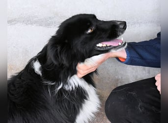 Balveer - Kluger Kopf mit viel Power