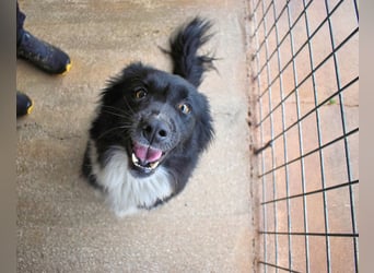 Balveer - Kluger Kopf mit viel Power