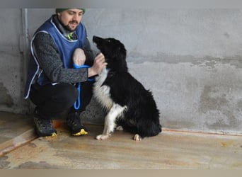 Balveer - Kluger Kopf mit viel Power