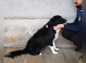 Balveer - Kluger Kopf mit viel Power