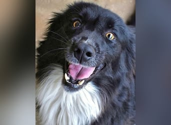 Balveer - Kluger Kopf mit viel Power