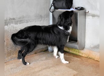 Balveer - Kluger Kopf mit viel Power