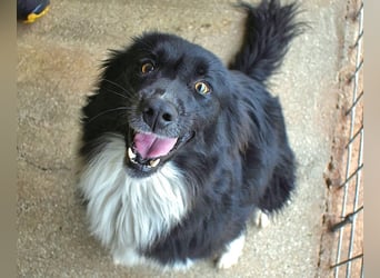 Balveer - Kluger Kopf mit viel Power